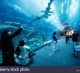 Dubai Aquarium & Underwater Zoo