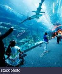 Dubai Aquarium & Underwater Zoo